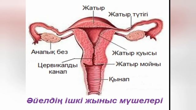 IV тоқсан Биология 9 сынып Адамның жыныс жүйесінің құрылымы мен қызметі смотреть онлайн