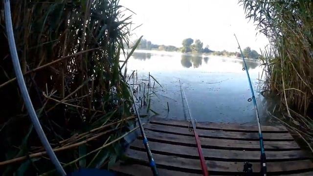 Рыбалка в городе на удочку и как питается планктоном толстолобик смотреть онлайн