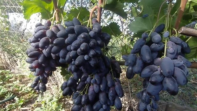 Сорт винограда Велика смотреть онлайн