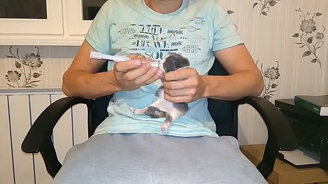Кормить котенка - это просто! смотреть онлайн