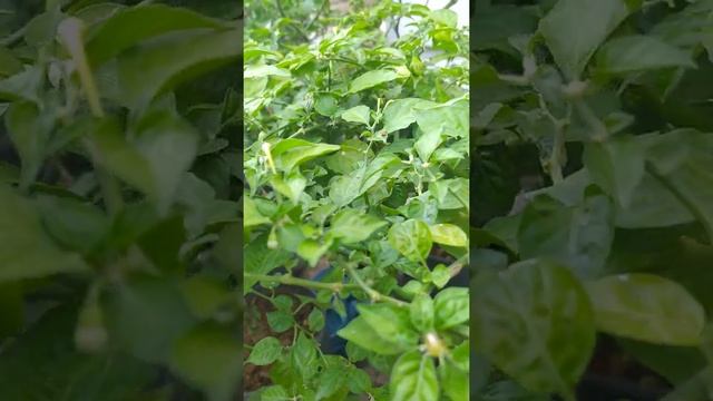 Habanero Red, летнее выращивание на солнце