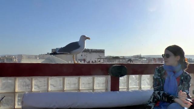 2020. Morocco. Atlantic coast - city of Essaouira. Seagulls. Argan goats. Argan Oil Products. смотреть онлайн