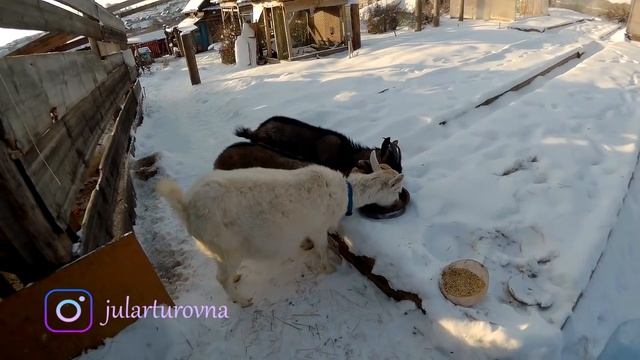 Прощаюсь с мини-мясными курами // Мое хозяйство смотреть онлайн