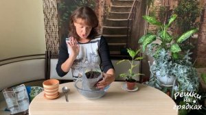 ? Кротон / Кодиеум уход и пересадка после покупки. ? ВАЖНО это сделать!