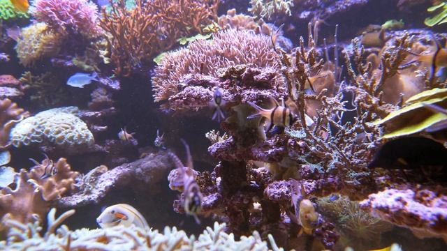 Relax Music Aquarium - Music for relaxation - Чистка мозгов от негатива смотреть онлайн