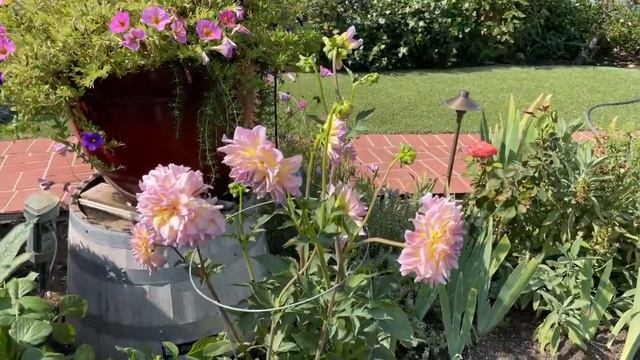 Dahlias All Day! смотреть онлайн