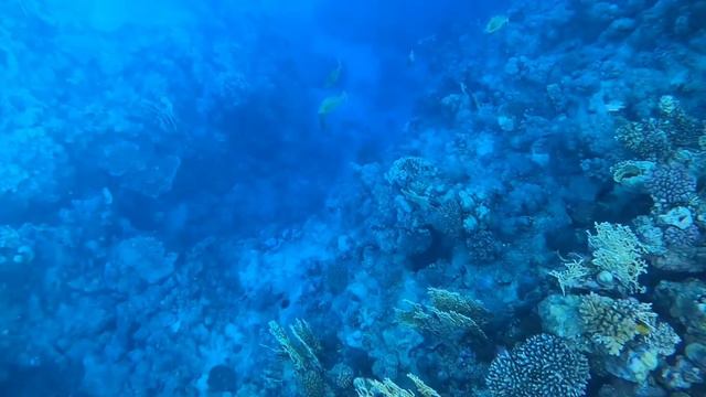 Snorkeling at Sharm El- Naga смотреть онлайн