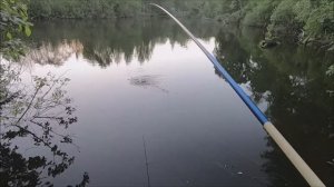 Боковой кивок летом!Что можно поймать на безмотылку!