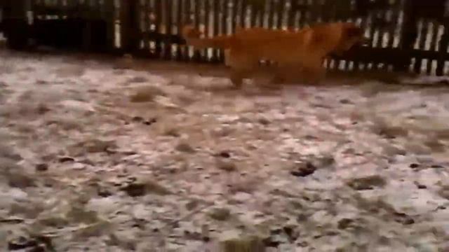 Маленький бигль гоняет испанского мастифа. Small beagle chasing Spanish mastiff смотреть онлайн