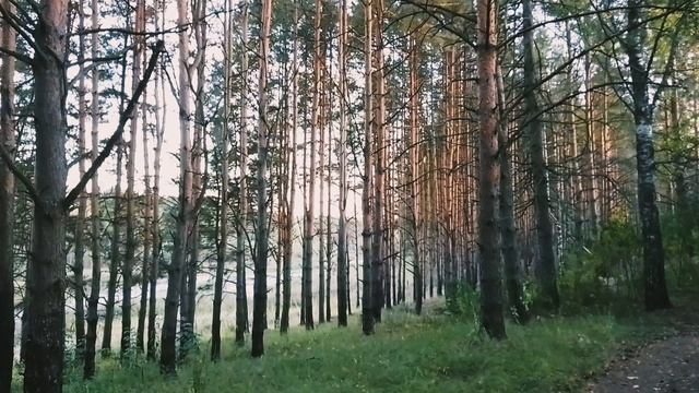 Закат в сосновом бору. ч.3. Сентябрь 2023 смотреть онлайн