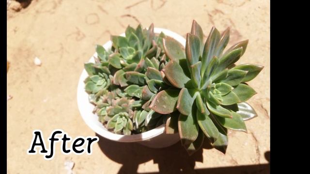 Succulents under the Sun| vlog#9 смотреть онлайн