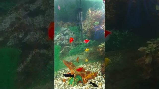 Как часто менять воду, в Аквариуме у рыбок смотреть онлайн