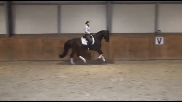 kowalscykonie.pl - El Greco (stallion, Ehrenstolz x Florestan I) - dressage training - 15.01.2014 смотреть онлайн