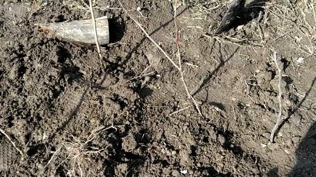 2023.03.28 саженцы фундука черкесский 2 и ранневесенняя пересадка магонии смотреть онлайн
