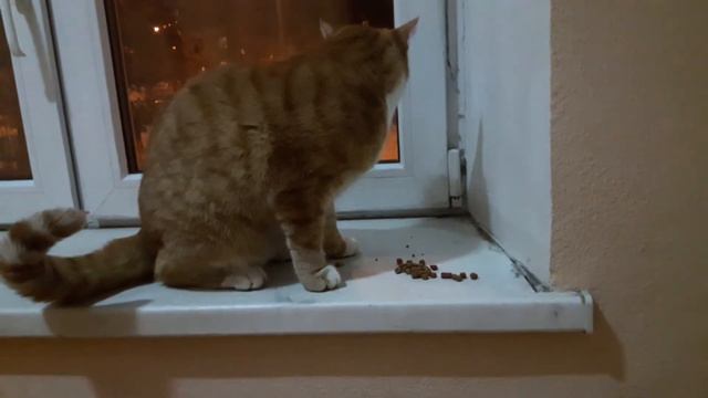 Рыжий кот ест в подъезде. смотреть онлайн