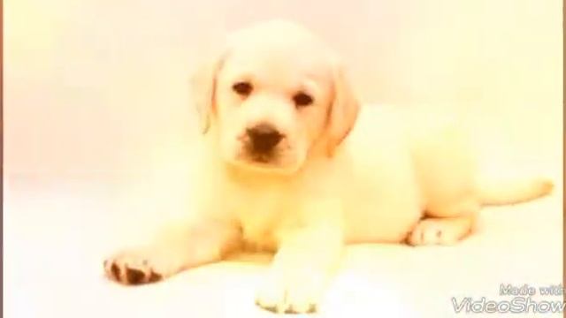 Щенки породы Акбаш смотреть онлайн