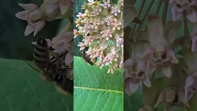 Plantwave #2 432 HZ Common Milkweed смотреть онлайн