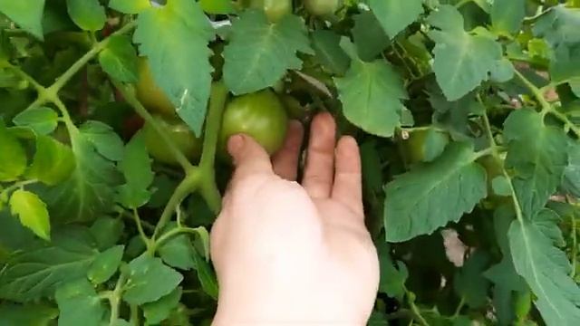 Томаты Ямайка и Ямайка мама гибриды в 3 поколении. Посадил и забыл. Самый сладкий. Обзор на 25.07.2 смотреть онлайн