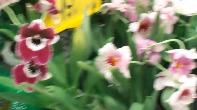 №5.  Успешный цветовод. Цимбидиум (Cymbidium) - орхидея. Как ухаживать, поливать, пересаживать