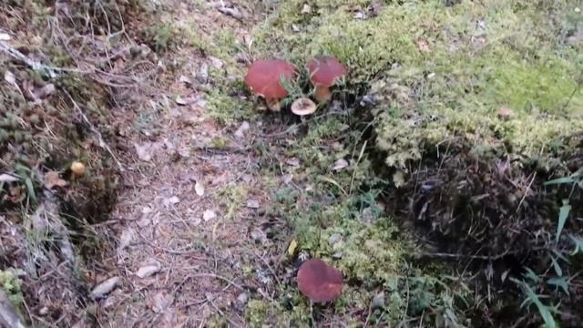 Село Паша. Грибы. Поляна боровиков. смотреть онлайн