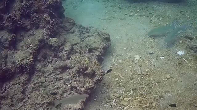 Snorkeling on Koh Tao смотреть онлайн