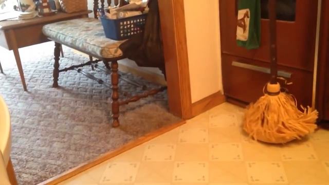 НАПУГАННЫЕ СОБАКИ. ПРИКОЛЫ НА ХЕЛЛОУИН. смотреть онлайн
