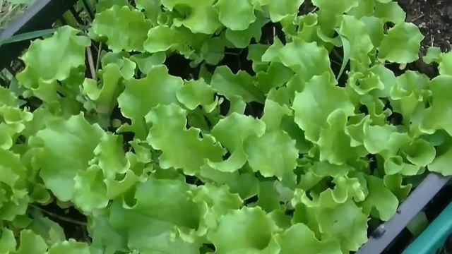 Мобильные грядки, быстро и бесплатно. смотреть онлайн