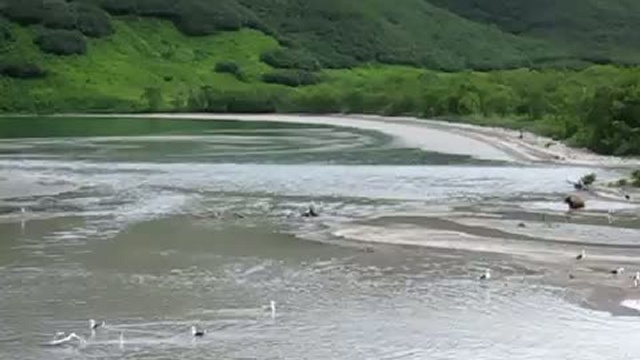 Камчатка смотреть онлайн