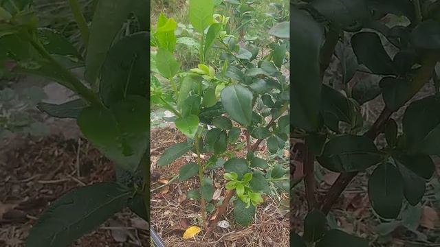 Пятна на листьях голубики. Отбой тревоги.