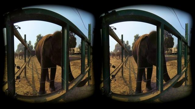 Meet the Most Majestic Creatures of the Wild in Agra's Elephant Sanctuary VR 180 3D Experience смотреть онлайн