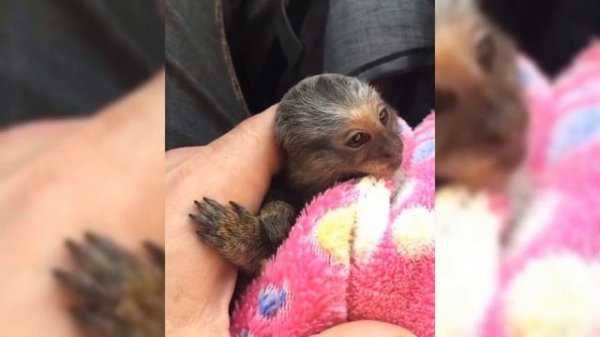 Cute Monkeys Part #45 - Free and happy time with Funny Baby Pygmy Marmoset (Finger Monkey) 2018