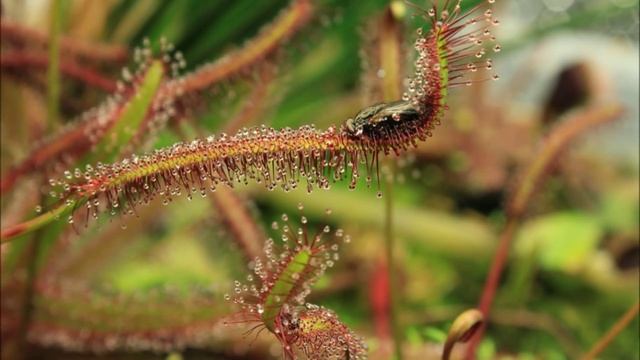 Drosera Capensis 