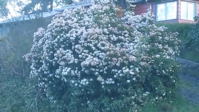 Viburnum tinus on Salt Spring Island смотреть онлайн
