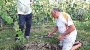 Как усилить рост и развитие вегетирующего саженца винограда.