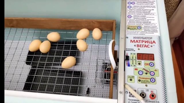 Инкубатор Матрица "Вегас" смотреть онлайн