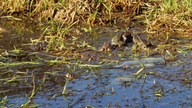 Frog life 1 смотреть онлайн