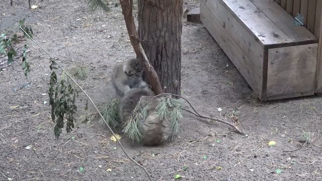 Котятам манулов интересно играть у дерева. 14.08.2022 смотреть онлайн