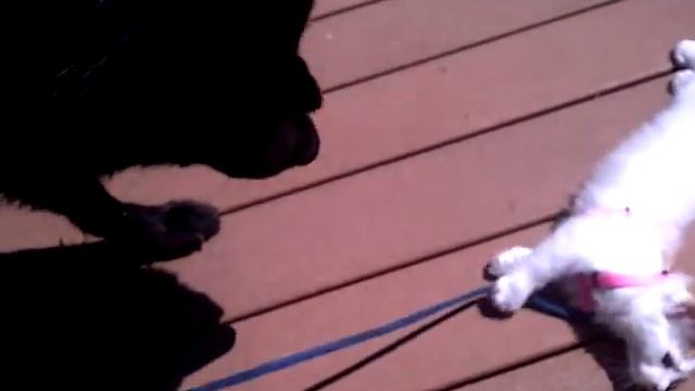 Vicious dog attack on innocent Kitten by John Guinivere смотреть онлайн