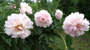 Пион ВЛАДИМИР ДУБРОВ ? Paeonia VLADIMIR DUBROV: обзор, описание, цветение, отзыв