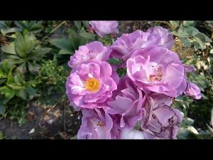 Розы в саду. Сочетание роз между собой. Розовые розы.