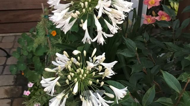 Agapanthus-Lily of the Nile смотреть онлайн