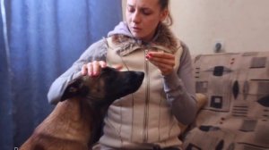 Как правильно дать таблетку собаке? Приучаем собаку принимать лекарство