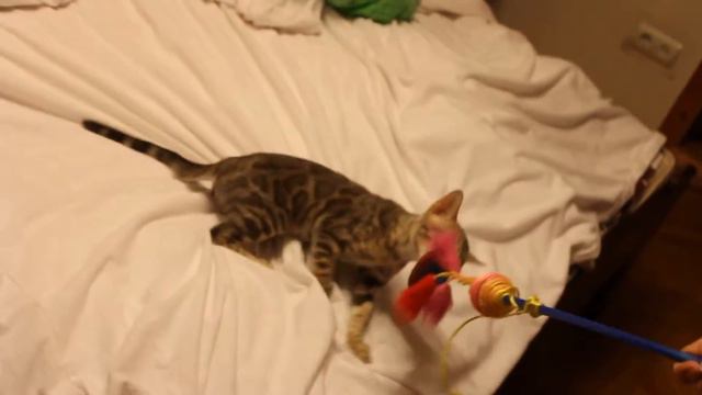 бенгальский котенок - хватка питбуля