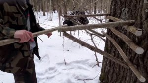 Делою лосинную кормушку. Подкармливою лосей... .