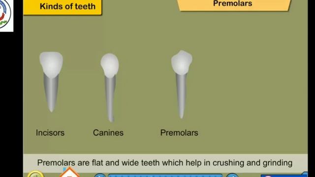 11TH SEPT 2020, #STD 4th #Science - Chap 6 Teeth and Microbes PART-1 New words and animation смотреть онлайн