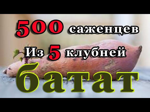 Как из 5 клубней батата нарастить пол тыщи посадочного материала. Принимаю заявки на индюшат, яйцо. смотреть онлайн