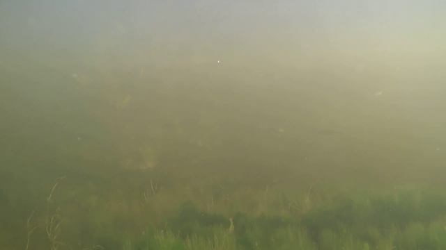 Подводная жизнь под мостом реки Гумбейка