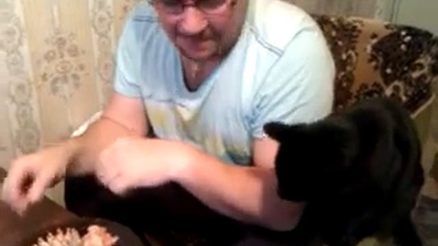 Жизнь за креветки! Кот попрошайка) смотреть онлайн