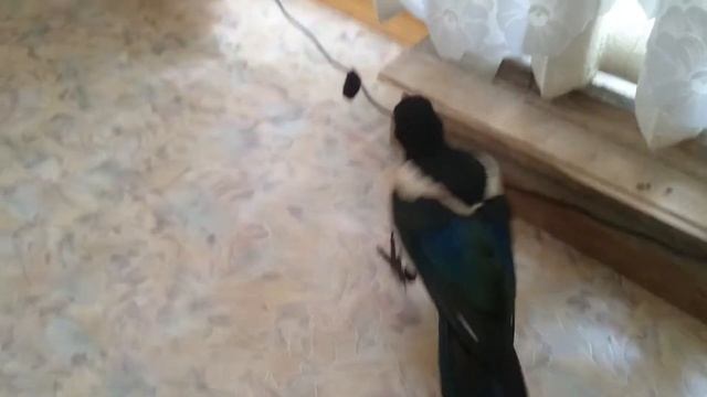 Сорока домашняя изучает дом и предметы активный стиль Pica pica at home смотреть онлайн