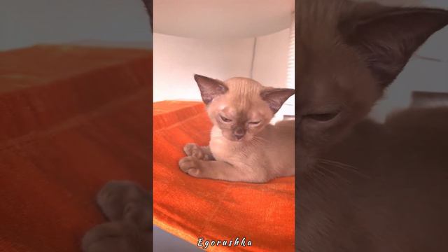 Бурманский котенок Егорушка - наша капелька шоколадного счастья🥰Питомник бурманских кошек Freya Way смотреть онлайн